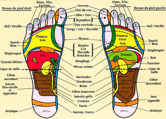 Représentation des zones réflexes sur les pieds