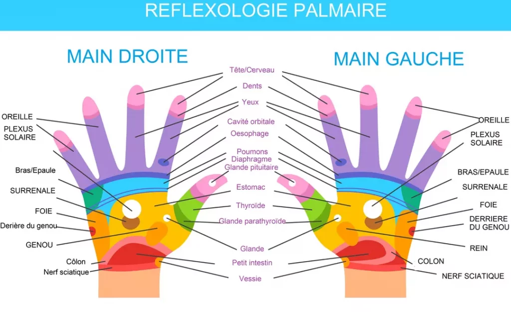 un schéma montrant les zones réflexes des mains pour la pratique de la réflexologie palmaire